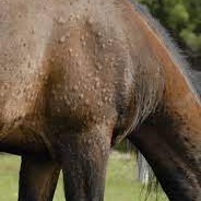 hives in horses